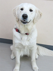 盲導犬ベリー
