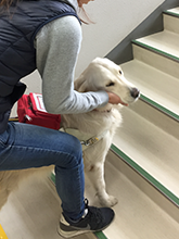 盲導犬ベリー