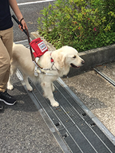 盲導犬ベリー