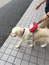 盲導犬ベリー