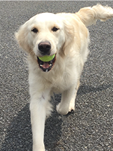 盲導犬ベリー