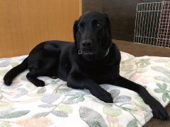 盲導犬ガウディ