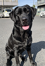 盲導犬ハイジ